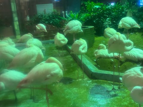 フラミンゴ🦩がいる、エビピラフ屋さん行ってきた〜！

話してたら、急に🥚産み始めた（笑）

哺乳類と鳥類とか理科の勉強📚