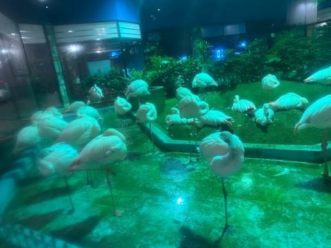 フラミンゴ🦩がいる、エビピラフ屋さん行ってきた〜！

話してたら、急に🥚産み始めた（笑）

哺乳類と鳥類とか理科の勉強📚
