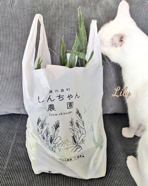 おはようございます♬

昨日はお友達に今年初の森町の甘々娘をいただきました🌽✨
リリィ🐾さんが甘々娘の葉に大興奮して大変