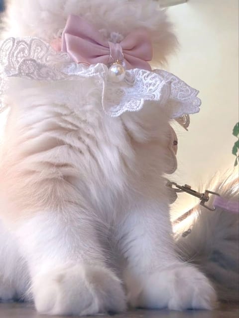 おはようございます♡

また少し寒さがつづきましたね。
あと少し🌸

皆様体調お気をつけて
おしごしくださいね🍬

Ⓗⓐ