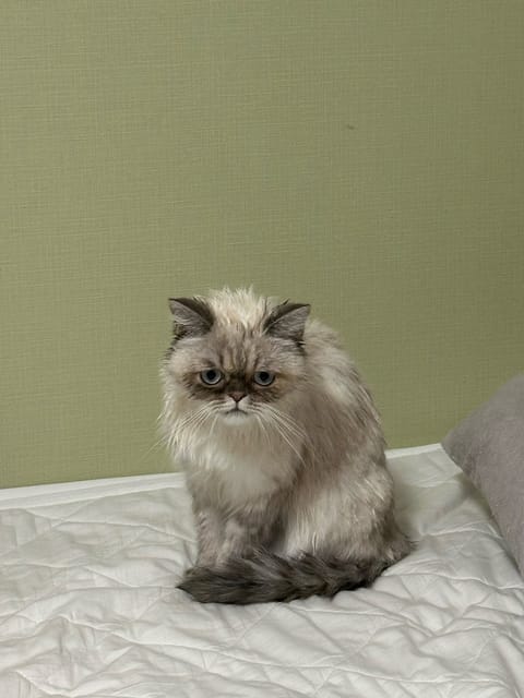 昨日は猫をお風呂にいれた(´・ω・｀)