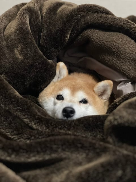 先週もリピ様、初めまして様ありがとう😊
沢山のお土産もありがとうございました♫
☘️今週のシフト☘️
11(火)19:0