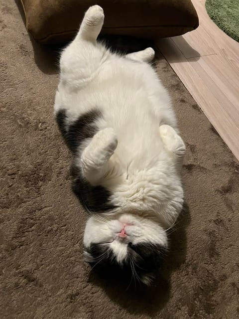 猫大好き❕猫ちゃんの話になったとき去年旅立ってしまったと言うとどうしてもしんみりさせてしてしまうのですが、私の心の中で生