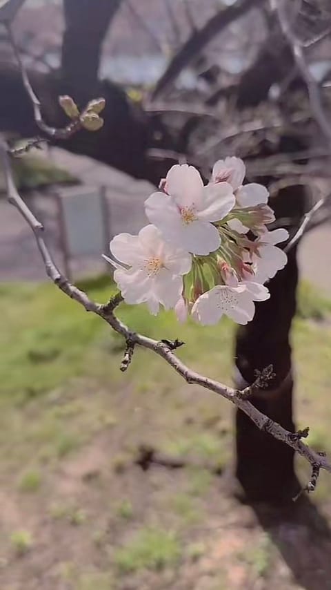 4月スタート‼️
今月も宜しくお願いします💕

週末、🌸も🍡も堪能しリフレッシュでした。

🍎本日銀座Roomにて
17