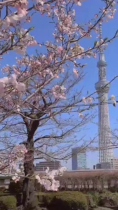 4月スタート‼️
今月も宜しくお願いします💕

週末、🌸も🍡も堪能しリフレッシュでした。

🍎本日銀座Roomにて
17