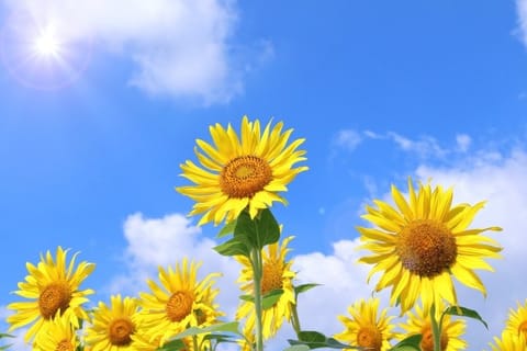 8月に入った途端に酷暑になったり、急に涼しくなったりと体調管理が難しいですね💦

8月前半の在ルーム日は、

8月5日 