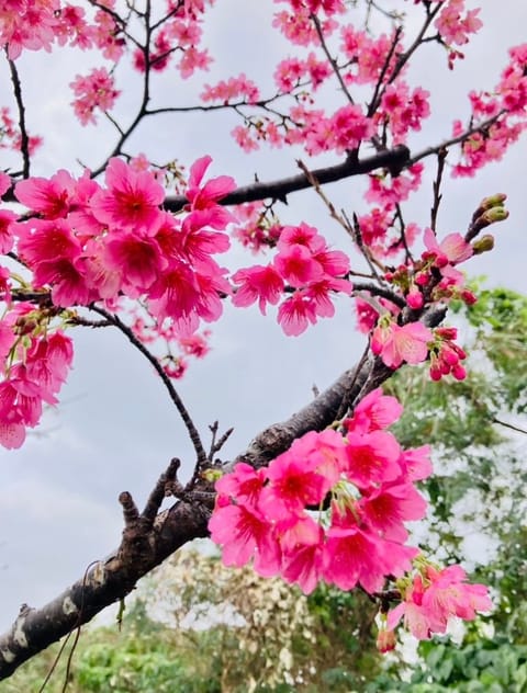 橘 わかです😊

私は、もう一つの拠点地へ戻り先日の雪は見られませんでしたが、桜は見られました😄🌸笑

一足早く、桜のお