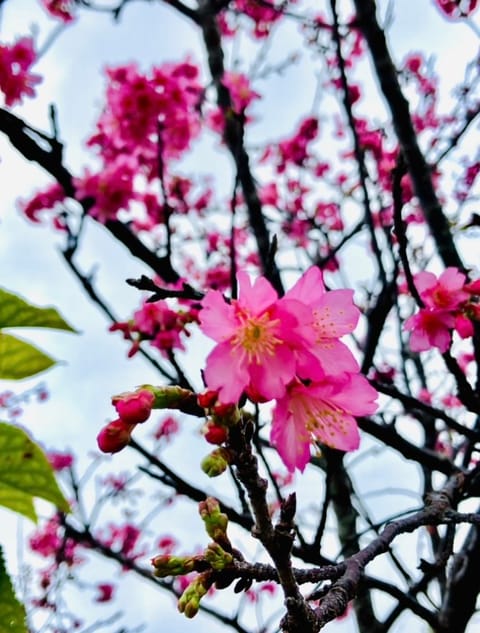 橘 わかです😊

私は、もう一つの拠点地へ戻り先日の雪は見られませんでしたが、桜は見られました😄🌸笑

一足早く、桜のお