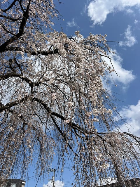気付いたらもう3月もおわりでびっくり！
ルーム近くの桜も満開で通るたびに幸せな気持ち☺️🌸
でも私の撮り方下手すぎて桜の