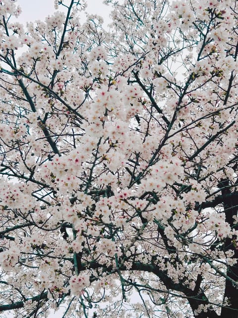 今年はお花見できなかったから職場の桜を撮ってみた🌸