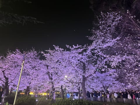 こないだのお休みで桜見てきた🌸
今週は29.31.4/1出勤ですᴗ   ᴗ
