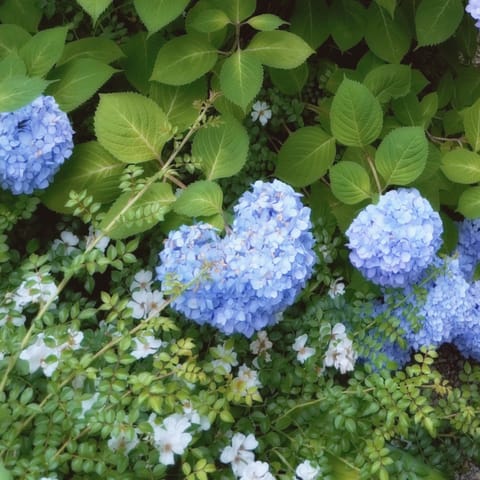 こんにちは😊
ご無沙汰しています。

いつの間にか紫陽花の季節ですね🌿
ハート型見つけました🩵