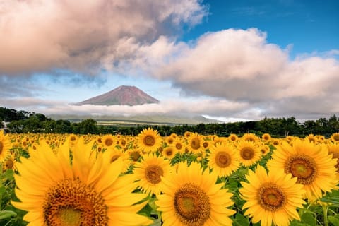 おはのんー🌻💕