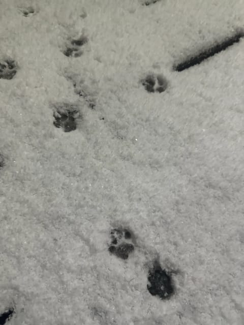 雪だ〜！⛄️
夜から積もり始めてるのを見てワクワクして眠れなくて、
朝5時にわんちゃんと雪遊びしたんだ🐻‍❄️

早朝だ