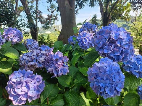 四国中央市に1時間かけて行ったのにすでにカラカラの紫陽花しかなかった…🥺なので別の場所に行ったけど見頃終わってましたね😭