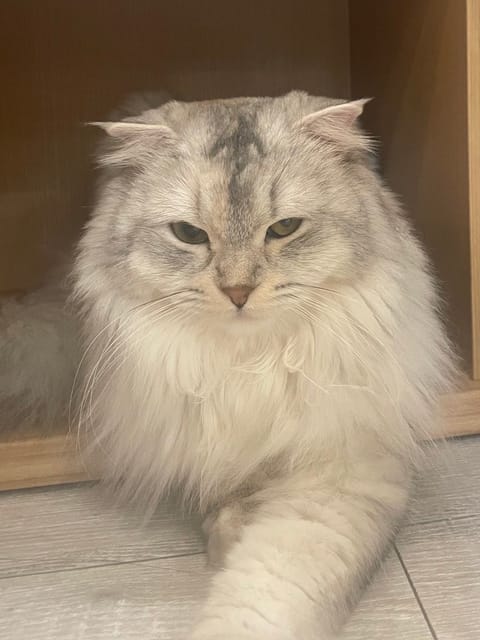 本日20:00〜出勤です🧜‍♀️

早く冬来ないかな〜と思いながら
過ごしてる…☃️毎日暑いよ🫠

涼しいお部屋で一緒に