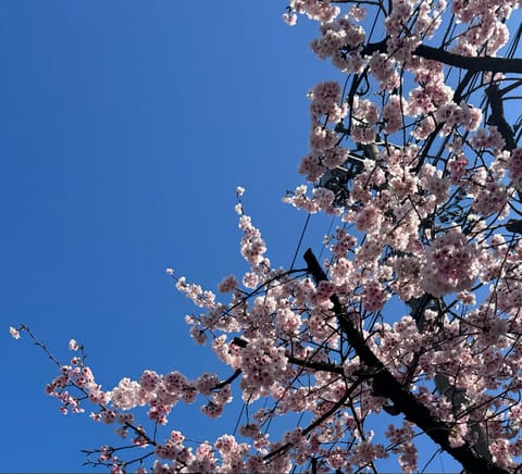 そういえば！！！桜！咲いてた🌸