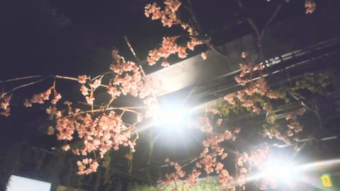 昨日、雨だったので
cafeで夜桜鑑賞してきました〜🎵

今日は暖かくて天気も良いので
皆さまはリアルお花見鑑賞🌸
楽し