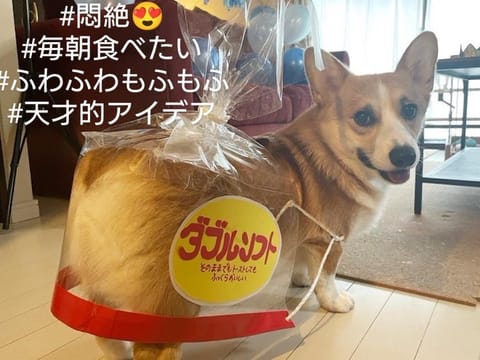 皆さんごきげんようよう🐿✨
動物の写真投稿多いせいか
X見て会いに来てくれる殿に
動物いっぱい飼ってるねってお言葉を頂く