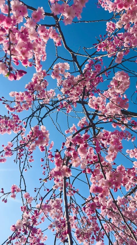 桜は散っちゃったけど🌸
今年の推しの一枚🌸

まだ朝は少し寒いですが、
みなさま体調お気をつけて😊
ぜひ、癒されにきてく