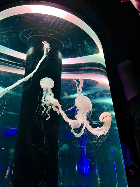 こんばんは
この間お休みの日に金子ちゃんと水族館に行きました🐠平日ということもあって館内は比較的空いており、ゆっくりと展