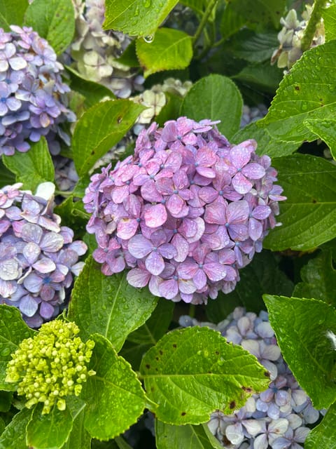 紫陽花みたの♥