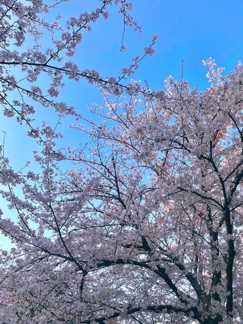 こんにちは🌞

家の近くの桜が満開🌸

路駐したりしてたくさん観にくる人がいるんだけど私は家から見える〜って少し優越感💓