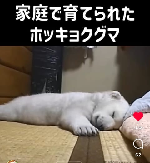 お久しぶりっく〜
1/21（火）
西新宿のお部屋🏩に
16:00〜21:00
出勤いたします🌸🌸🌸

ただただかわいい
