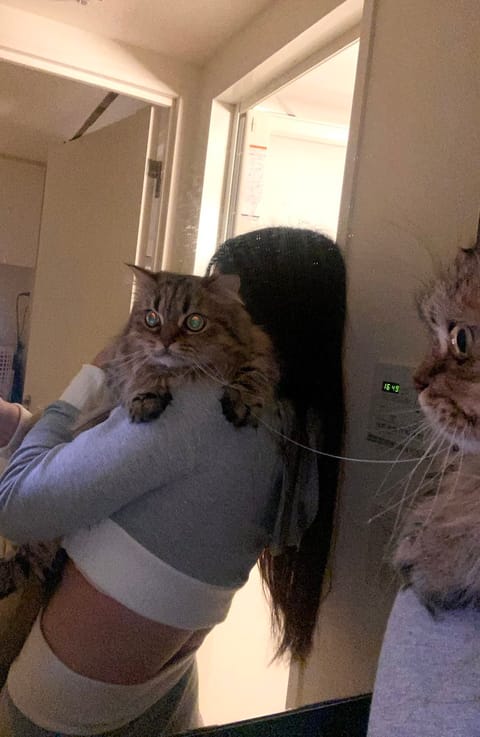 でっかいねこと汚い鏡と鍛えた背筋