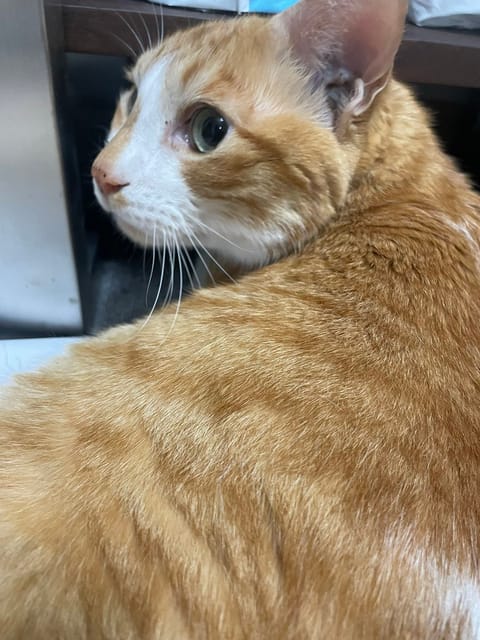 実家猫💓
今月は下旬にやりますよ🔥
