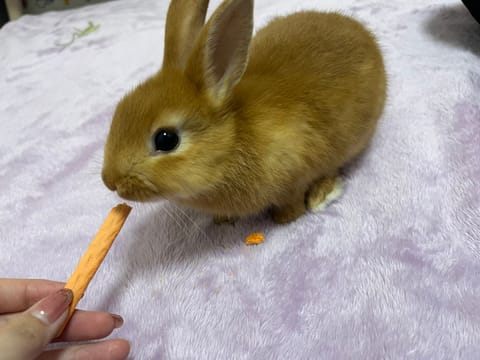 我が家のうさぎさんです🐰🥕
お迎えしてからだいぶたってますが🥺🤝
とわの癒しが増えました♡