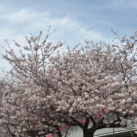 さくら〜ʚ🌸ɞ