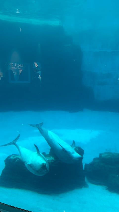 イブに水族館行ってきたよ〜🐬🐟🐠
めちゃめちゃ雨降っててイルカショー見れなかったの残念(ᐡඉ́   ඉ̀ᐡ)

けど水槽