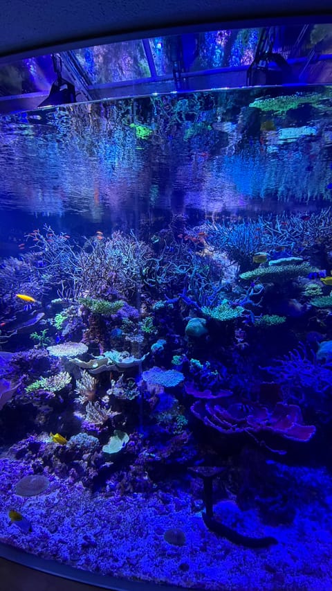 イブに水族館行ってきたよ〜🐬🐟🐠
めちゃめちゃ雨降っててイルカショー見れなかったの残念(ᐡඉ́   ඉ̀ᐡ)

けど水槽