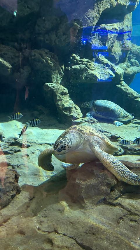 イブに水族館行ってきたよ〜🐬🐟🐠
めちゃめちゃ雨降っててイルカショー見れなかったの残念(ᐡඉ́   ඉ̀ᐡ)

けど水槽