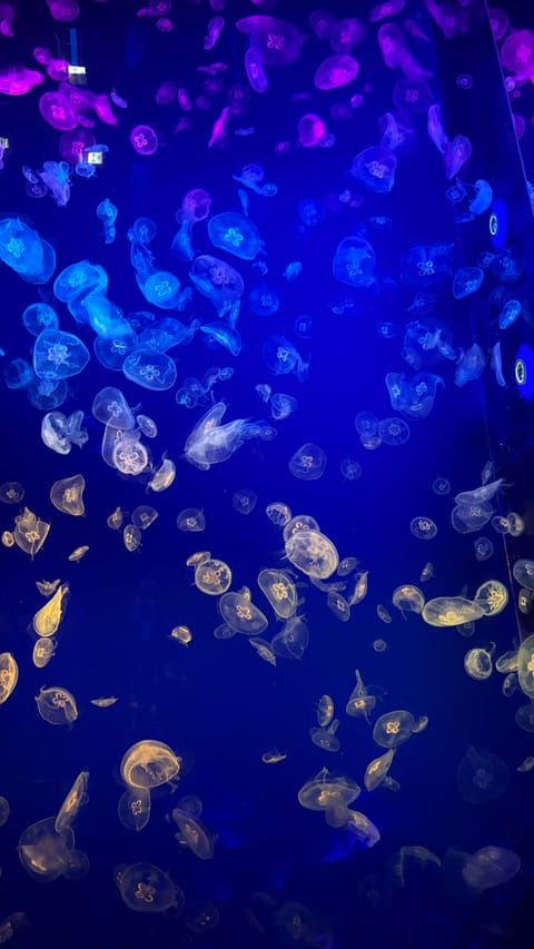 イブに水族館行ってきたよ〜🐬🐟🐠
めちゃめちゃ雨降っててイルカショー見れなかったの残念(ᐡඉ́   ඉ̀ᐡ)

けど水槽